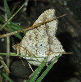 Common Angle Moth (6326)