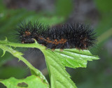 Acronicta Moth Caterpillar (Likely 9259)
