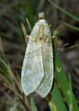 Banded Tussock Moth (8203) 