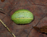 Shagreened Slug Moth Caterpillar (4669) 