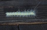 Fall Webworm Moth Caterpillar (8140) Northern Race
