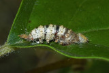 Mummy Wasp (Aleiodes sp.)