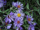 Aster, Late Purple