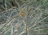 Banded Fishing Spider