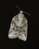 Tufted Apple Bud Moth (3740)