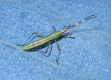 Zelus spp. Nymph