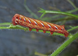 4th Instar (Pink Form)