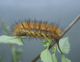 Virginian Tiger Moth Caterpillar