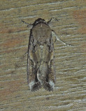 Fall Armyworm Moth (9666)