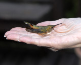 Returning Female Rufous Hummingbird Auburn, Alabama