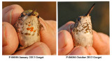Comparative Gorget Size of Returning Rufous Hummingbird
