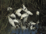 Wood Storks 