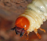 Stag Beetle Larva