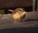 Carolina Wren