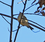 Ruby-crowned Kinglet