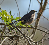 Northern Mockingbird 
