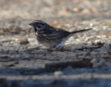 Savannah Sparrow 