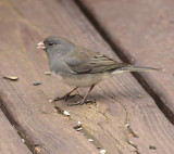 Dark-eyed Junco (Female)