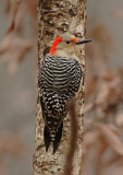 Red-bellied Woodpecker (Female)