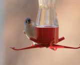 Tufted Titmouse - New Visitor to Our Hummer Feeder
