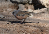 Dark-eyed Junco (Oregon Population)