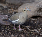 White-winged Dove 