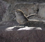 Bewicks Wren 