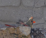 Northern Cardinal