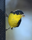 Lesser Goldfinch (Male)(Texas Population)