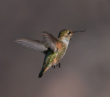 Rufous Hummingbird (Adult Female)