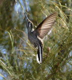 Blue-throated Hummingbird