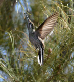 <b>Blue-throated Hummingbird</b>