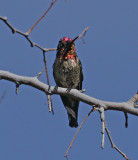 Annas Hummingbird (Juvenile Male)