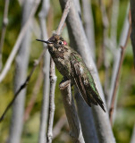 Annas Hummingbird (Juvenile Male)