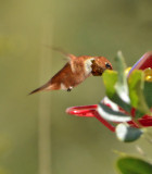 Rufous Hummingbird (Adult Male)