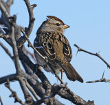 White-crowned Sparrow (1st Winter)