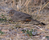 Canyon Towhee