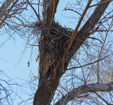 Common Black Hawks Nest