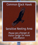 Common Black Hawk Nesting Area