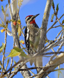 Red-naped Sapsucker (Female)