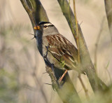 White-crowned Sparrow  (Adult)