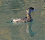Pied-billed Grebe 