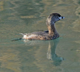 Pied-billed Grebe 