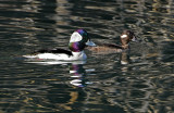 Bufflehead Pair