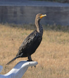 Double-crested Cormorant 