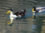 Mallard Duck Hybrids 