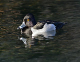 Ring-necked Duck (Male)