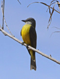 Tropical Kingbird ?