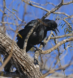 Great-tailed Grackle (Male)