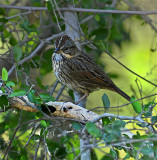 Savannah Sparrow 